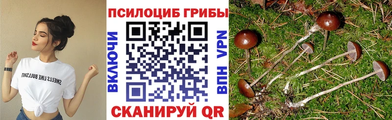 Галлюциногенные грибы Psilocybine cubensis Лагань